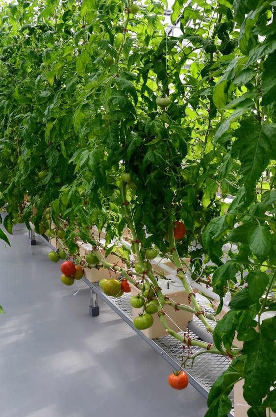 Tomatoes grow in the beto-box system.